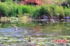 北京房山青山绿水吸引八方来客