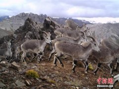 智慧平台为三江源生态畜牧业“增效减压”