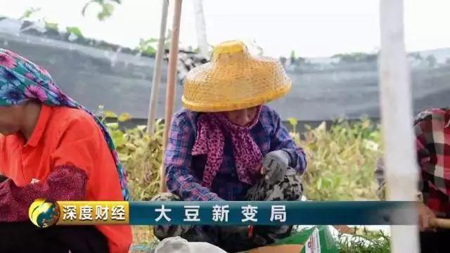 中国大豆，底气在哪里？