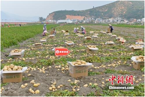 拼多多数据显示，平台“618大促”水果生鲜、食品等农(副)产品订单中，约七成来自一二线。供图