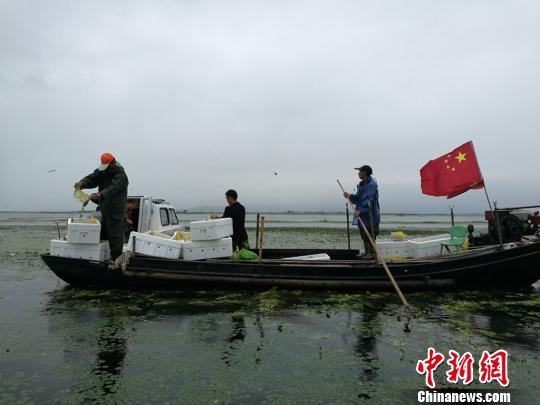 工作人员正在往太湖中放流大闸蟹蟹苗。　钟升 摄