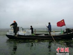 太湖围网养蟹成历史 数百万大闸蟹苗放流湖中“天养”