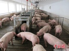 农业农村部：25个省份的非洲猪瘟疫区全部解除封锁