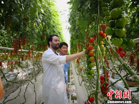 甘肃平凉官方与海升集团签订了政企合作协议，欲依托欧盟种植技术加快当地农业现代化转型步伐，同时通过“海升模式”研究成果的不断推广，助推中国农业领域全产业链的深度融合与发展。 (资料图) 崔琳 摄