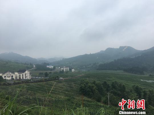 图为麻江县蓝莓种植基地。　刘鹏 摄