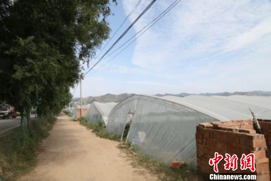 她投入资金500余万元，流转土地100亩，兴建无公害蔬菜大棚35座，打造无公害蔬菜生产基地，注册了“天脊·麦丰”商标，解决了40余名农村剩余劳动力的就业问题，其中，20余人为建档立卡贫困户，人均年均增收1.5万元。　辛铁鹏 摄