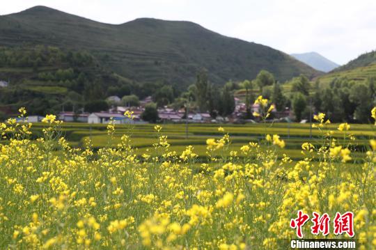 万亩油菜花田让隆德变成“金色海洋”。　于晶 摄