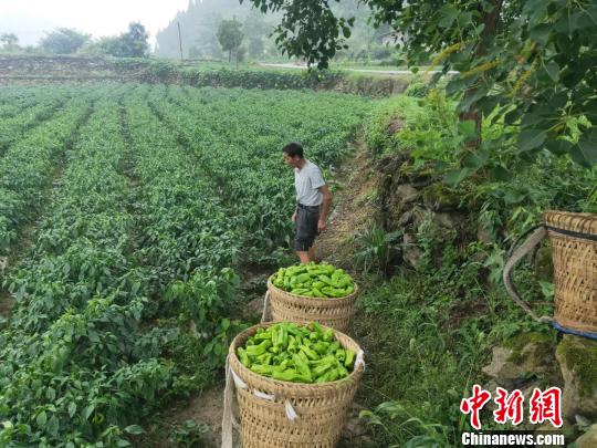 图为南坪村村民在辣椒地里采摘辣椒。　杨成忠 摄