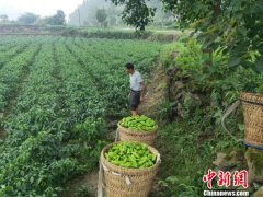 “小辣椒”助贵州遵义贫困村摘掉“贫困帽”