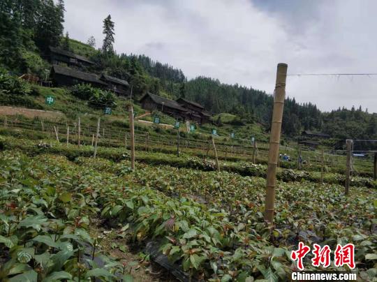 定威乡中药材(金钩藤)苗圃示范基地。　张翼晶 摄