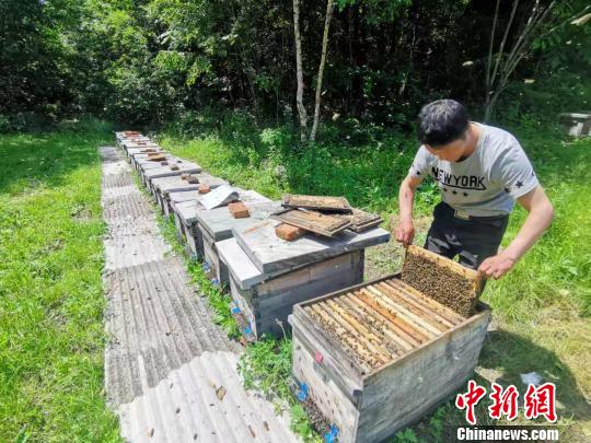 蜂农刘国民在查看蜂箱。　姜辉 摄