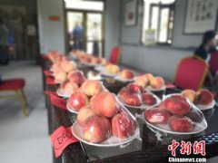 甘肃发展特色丝路寒旱农业 打造“甘味”农产品品牌